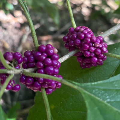 October 6th, 2025 Thumbnail